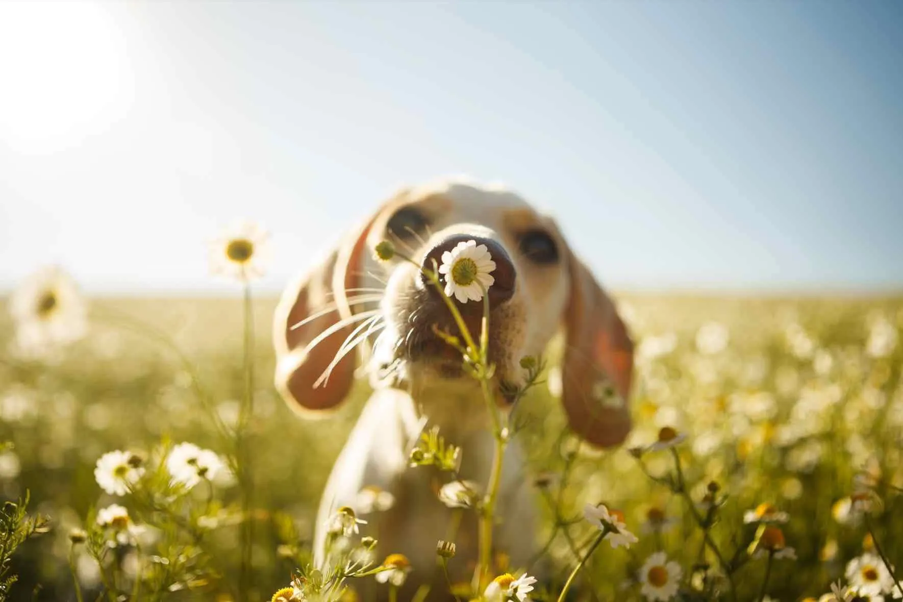 Sniff