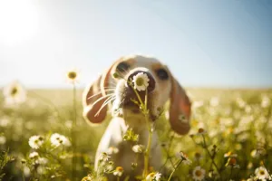 Sniff